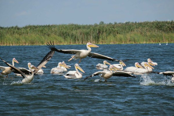 Où observer les oiseaux migrateurs dans le delta du Danube en Roumanie?