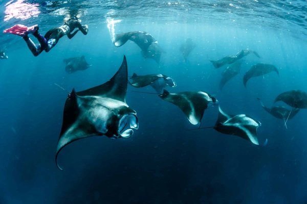 Quels sont les meilleurs spots pour une plongée avec les raies mantas aux Maldives?